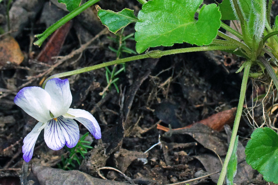 Viola alba ssp. dehnhardtii var. bianca?